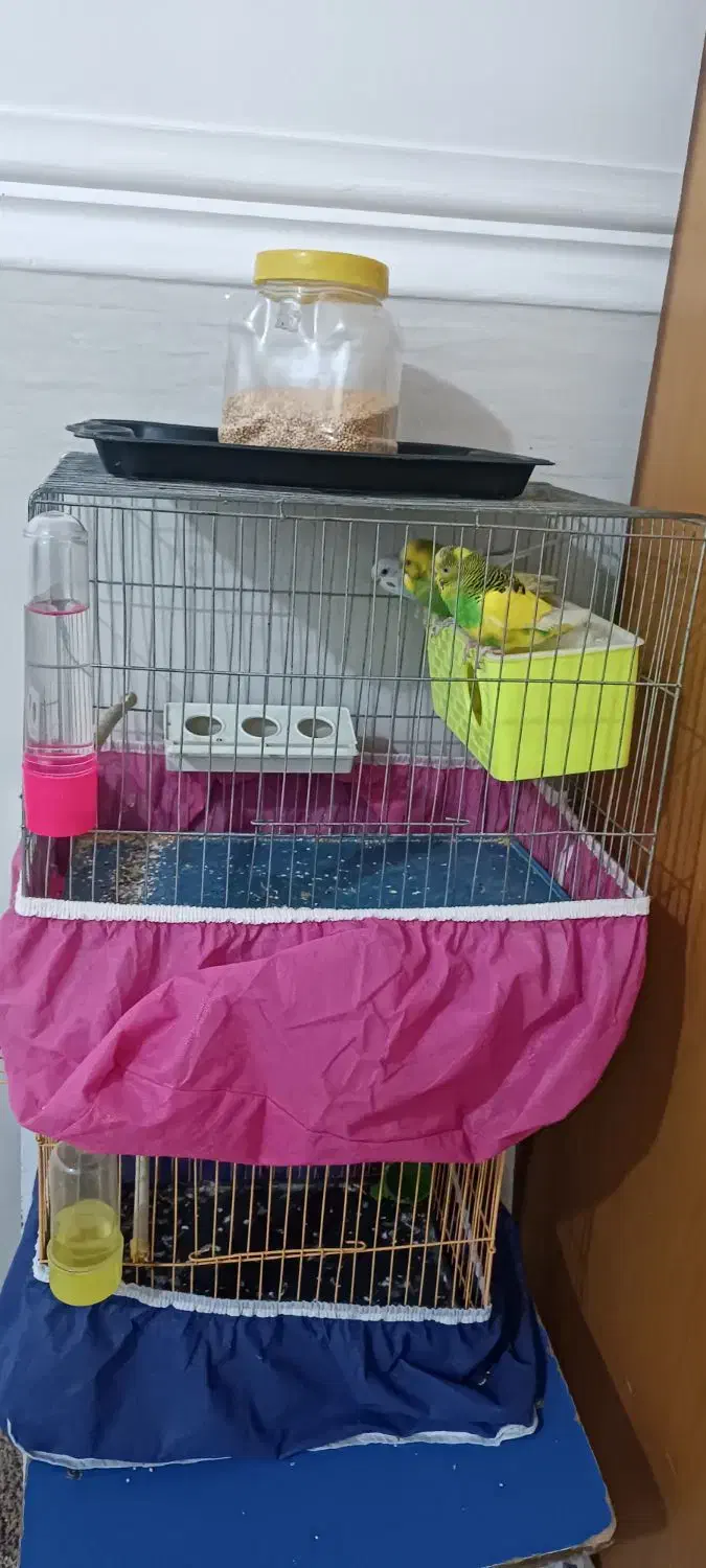 3عدد مرغ عشق ا نر و2 ماده همراه بافنج نر|پرنده|حمیدیه, |دیوار