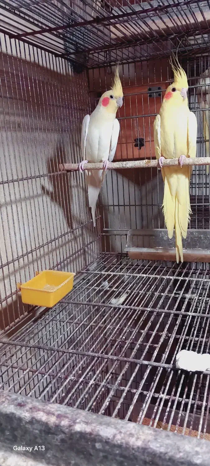 فروش چندین پرنده زینتی عروس و ۰۰۰ همه با کیفیت|پرنده|بندرعباس, |دیوار