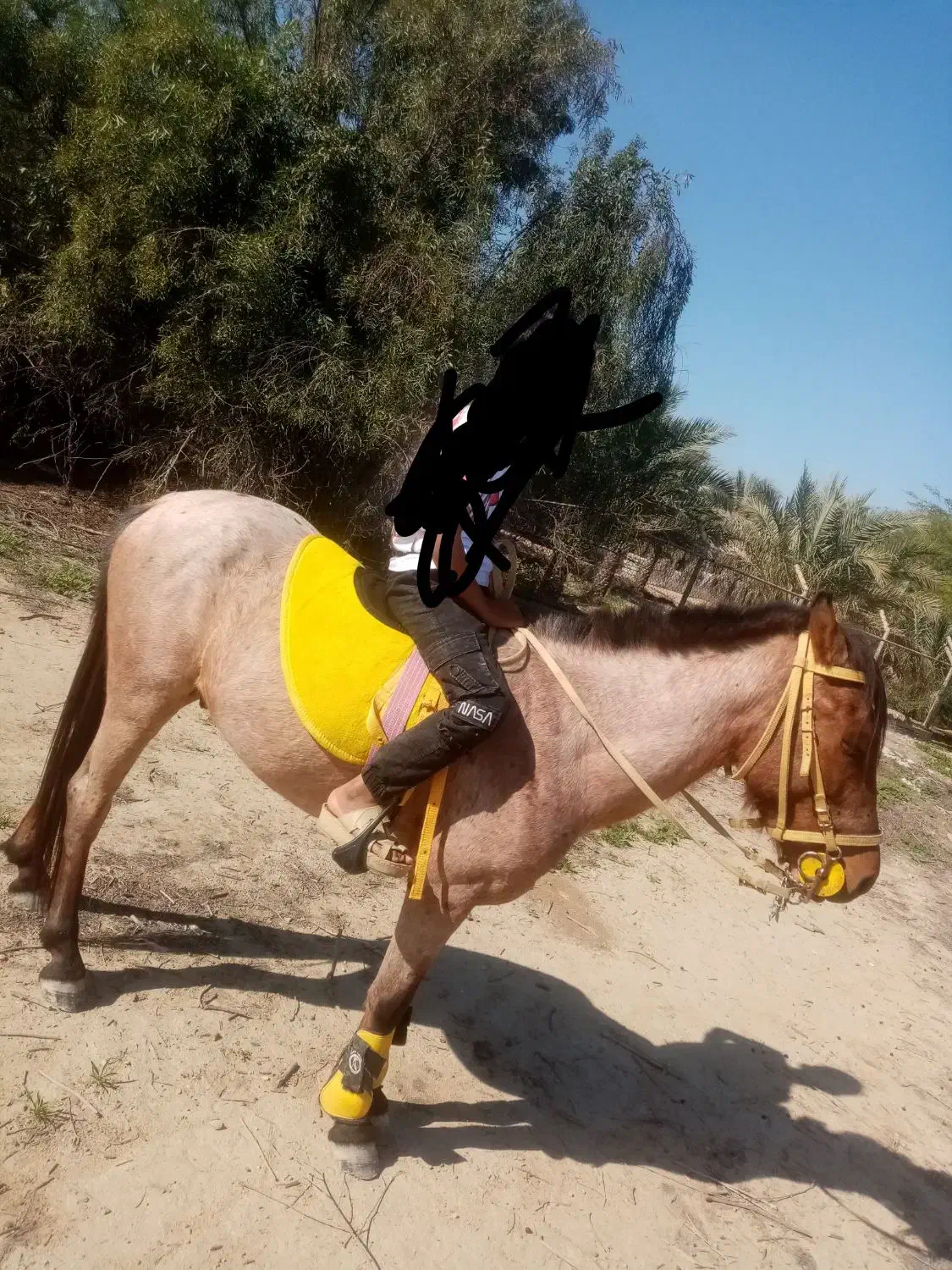 اسب رام وسواری|اسب و تجهیزات اسب‌سواری|سعدآباد, |دیوار