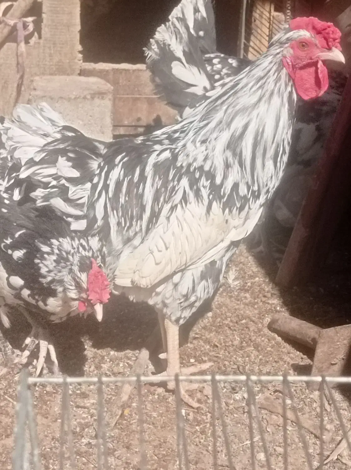 دو عدد خروس|حیوانات مزرعه|قم, ولیعصر|دیوار