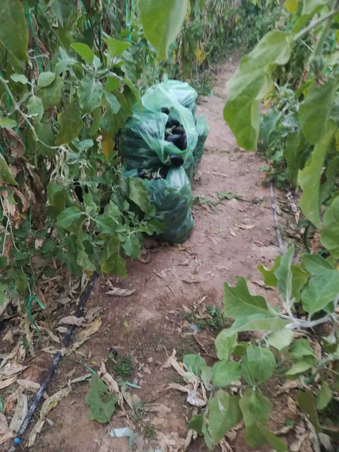 بادمجان|حراج|یزد, |دیوار