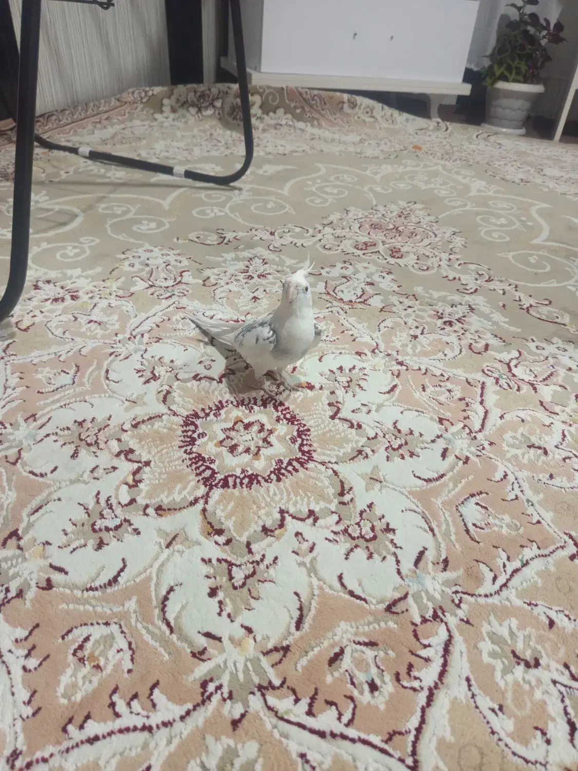 سلام یک عدد مرغ عشق بادوعروس هلندی|پرنده|اشنویه, |دیوار