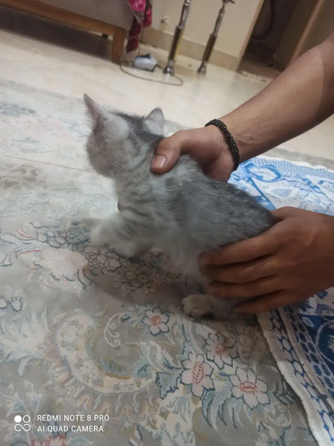 بچه گربه اسکاتیش|گربه|ری, دیلمان|دیوار