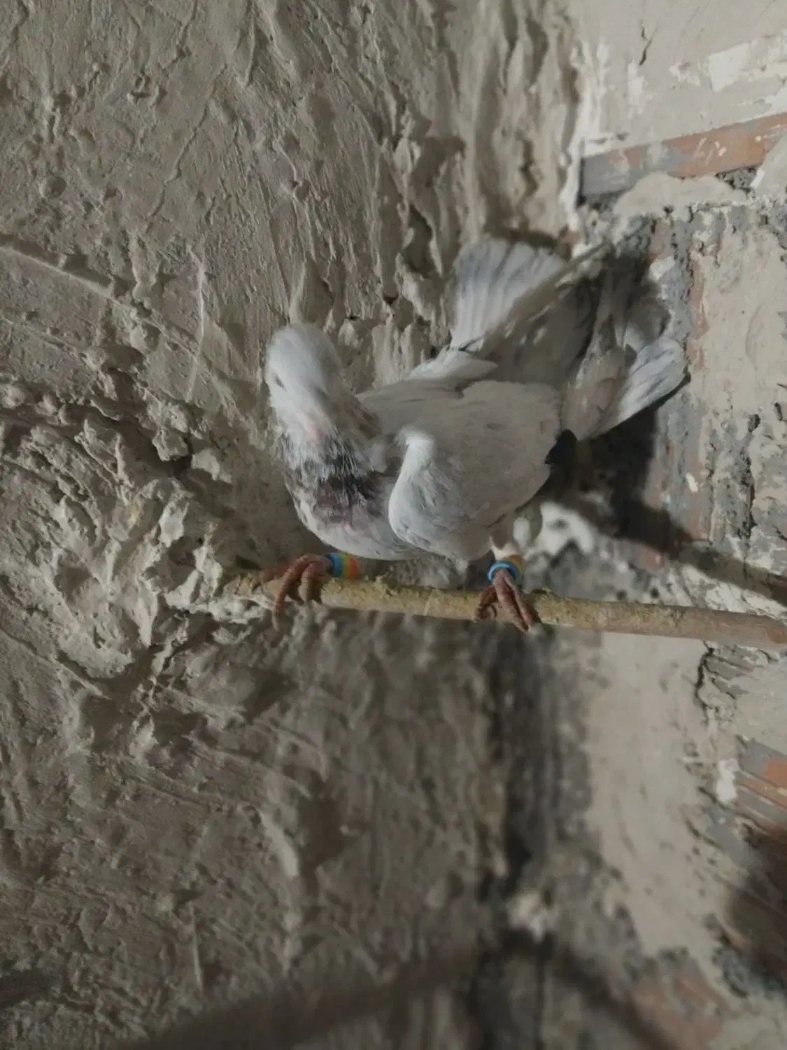 کله هما|پرنده|شیروان (خراسان), |دیوار