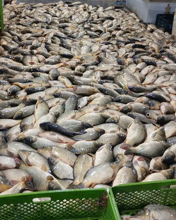 خرید و فروش ماهی کپور امور فیتوفاک و بیگهد|ماهی|رشت, بازار|دیوار