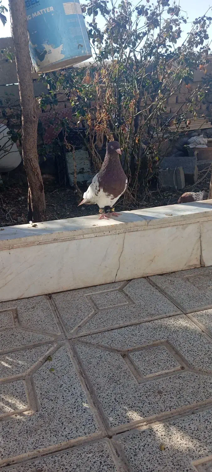 کبوتر|پرنده|نیشابور, مازول|دیوار