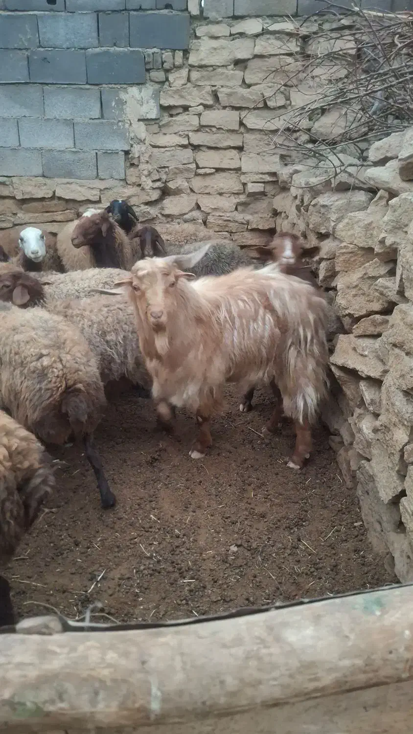 بز نر تگه|حیوانات مزرعه|همدان, |دیوار