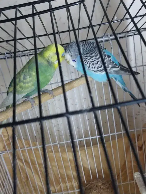 یک جفت مرغ عشق|پرنده|مبارکه, |دیوار