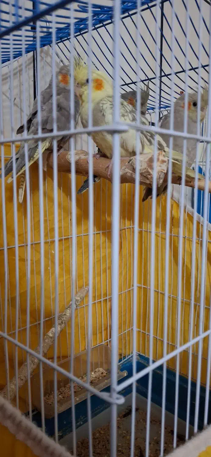 عروس هلندی|پرنده|خمینی‌شهر, |دیوار