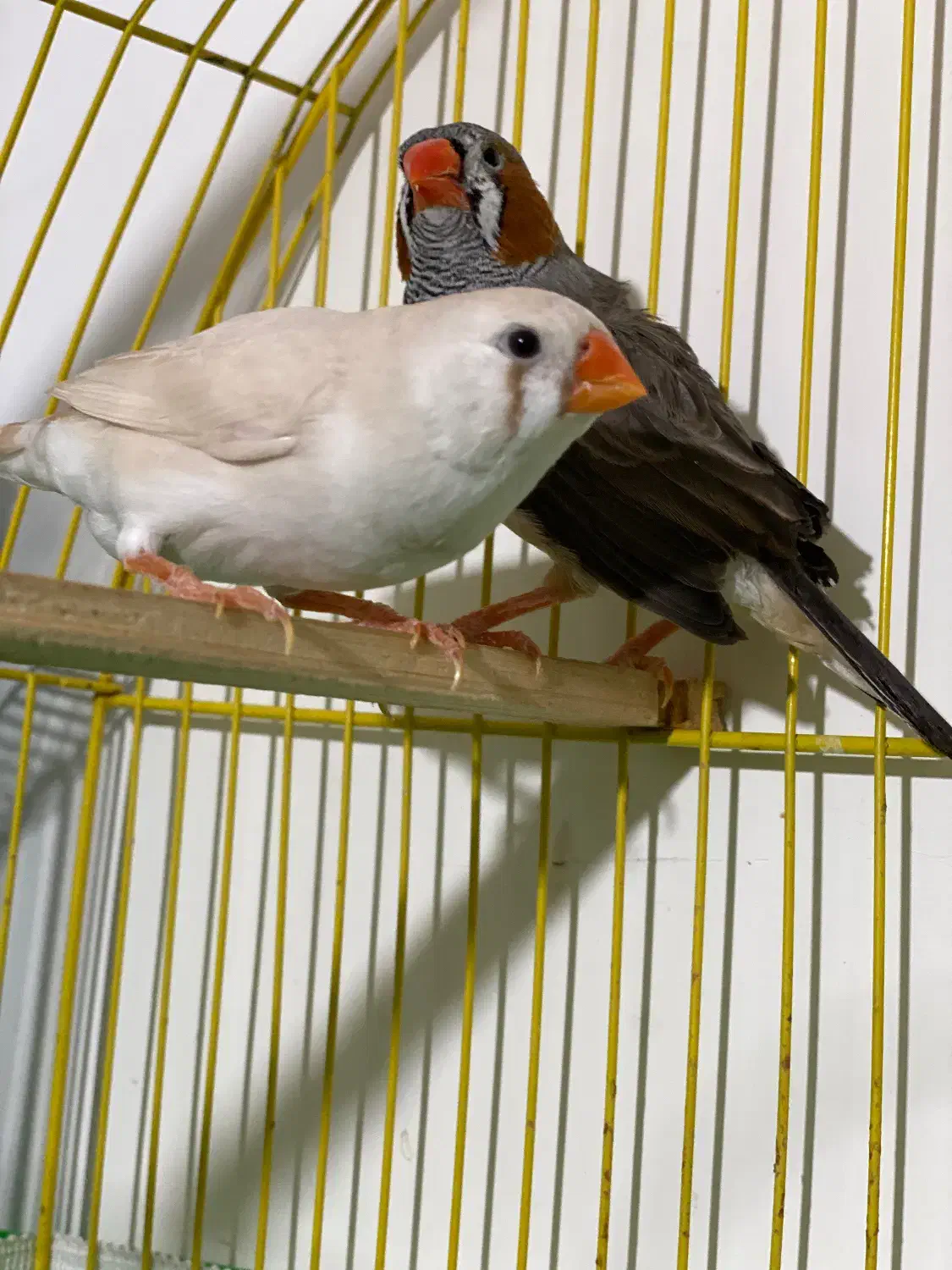 جفت فنچ کینگ سایز بزرگ با پنج تا تخم|پرنده|سنندج, |دیوار