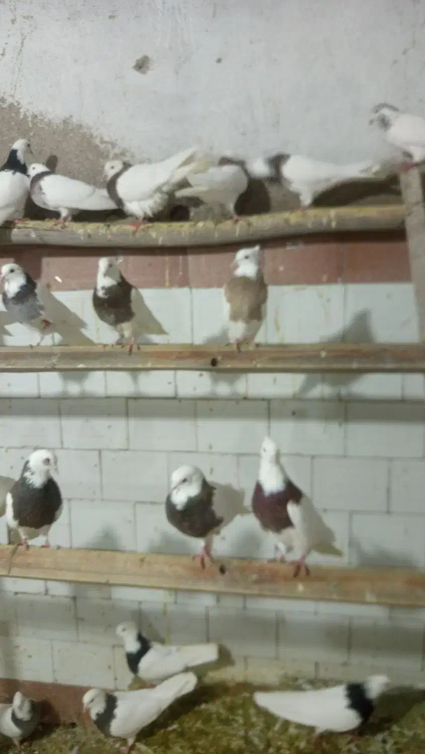 کفتر|پرنده|کبودرآهنگ, |دیوار