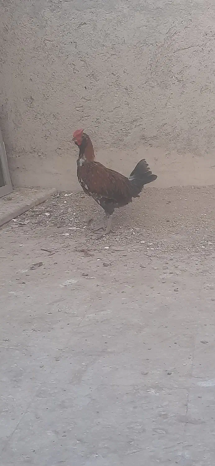 خروس لاری مینیاتوری|حیوانات مزرعه|قم, انصارالحسین|دیوار