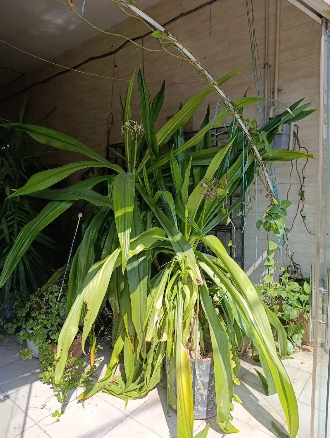 گل ذرتی|گل و گیاه طبیعی|شیراز, جوادیه|دیوار