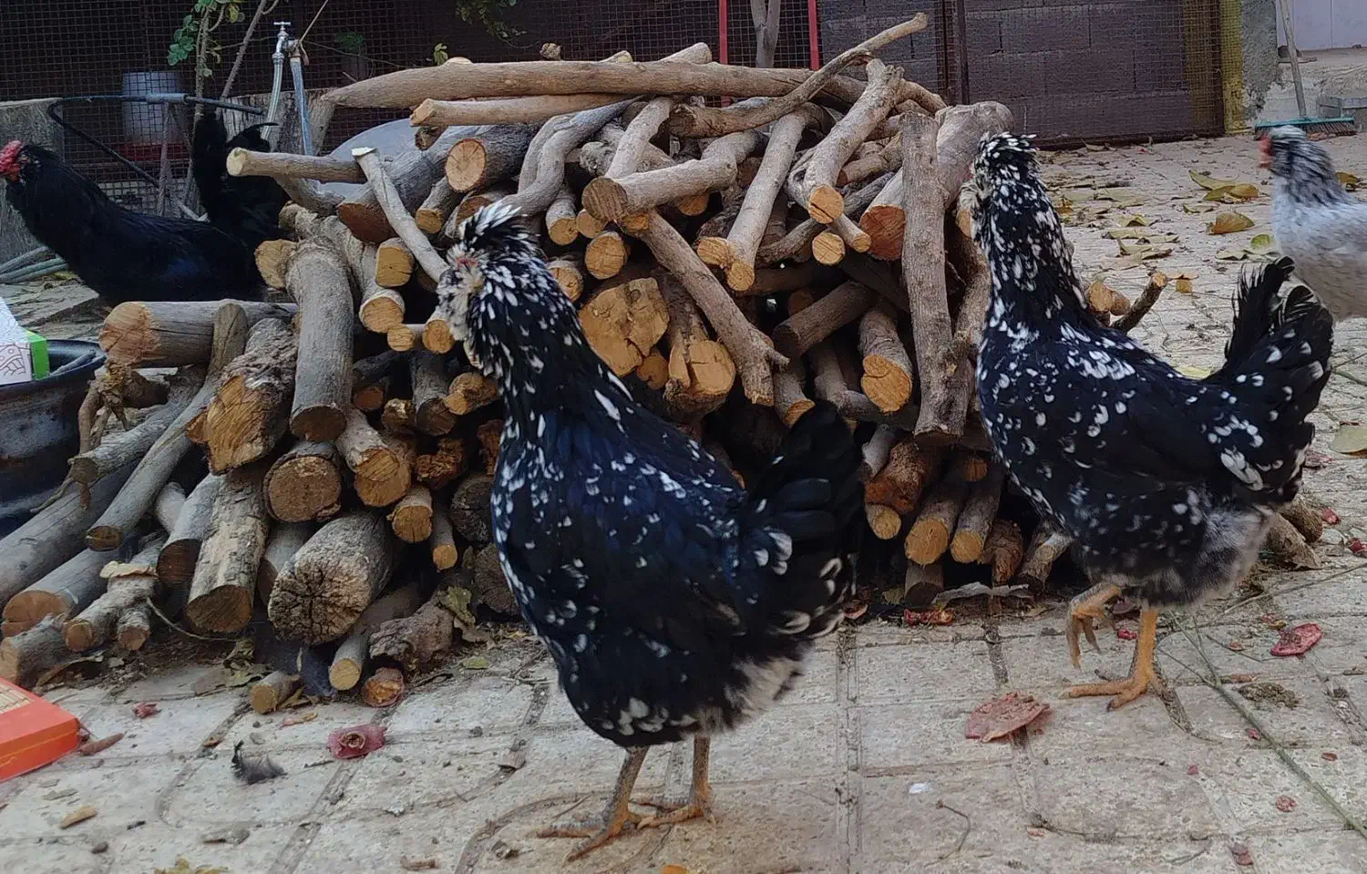 تخم مرغ نطفه دار گلین از بهترین نژاد|حیوانات مزرعه|مرودشت, گندم|دیوار