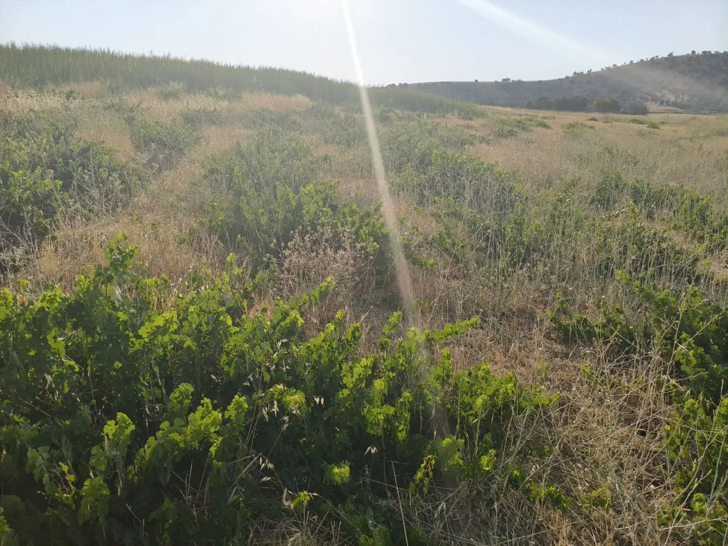 اجاره 4هکتارباغ انگور|اجارهٔ دفتر صنعتی، کشاورزی، تجاری|مریوان, |دیوار