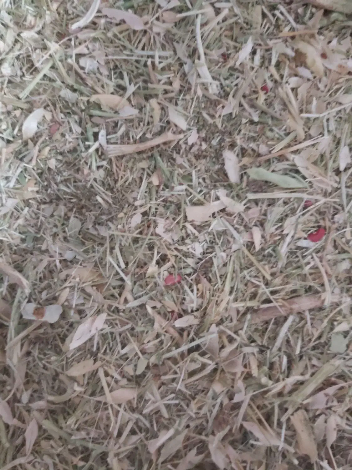 کاه لوبیا|لوازم جانبی حیوانات|بیرانوند, |دیوار