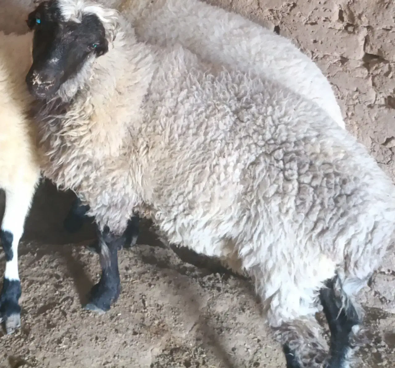 بز و بره سه عدد|حیوانات مزرعه|اسفیچ, |دیوار