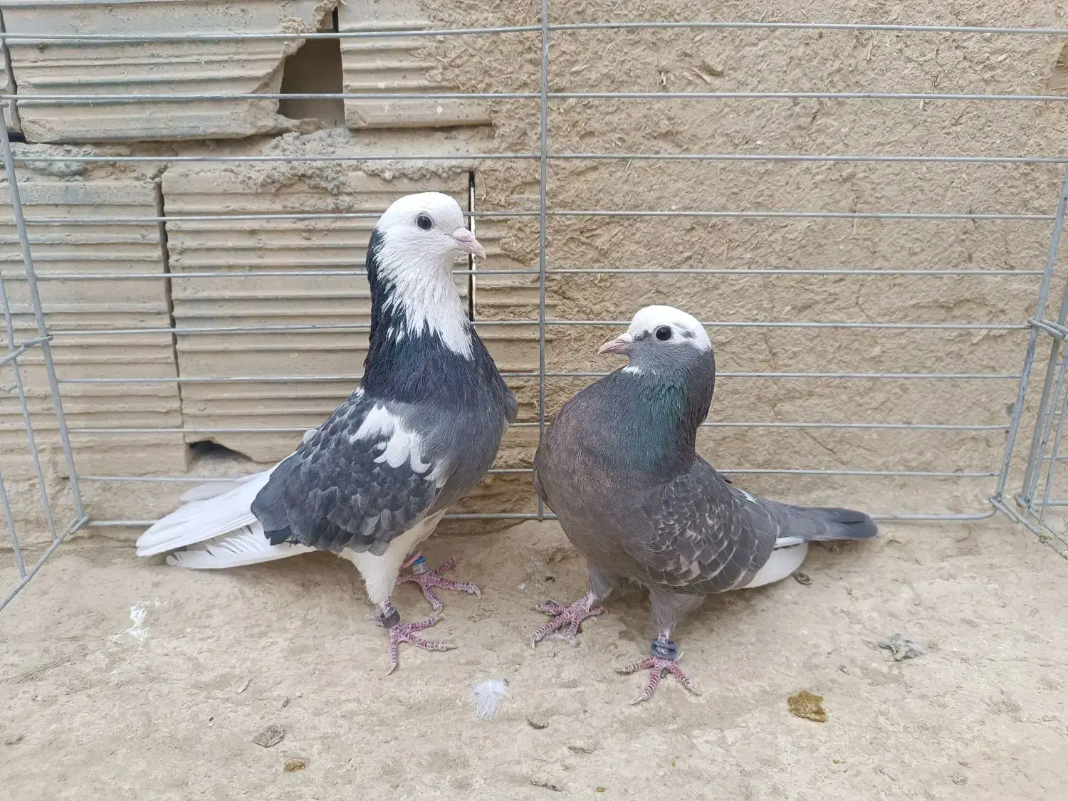 خرید و فروش کفتر درجه یک تعداد بالا|پرنده|علویجه - دهق, |دیوار