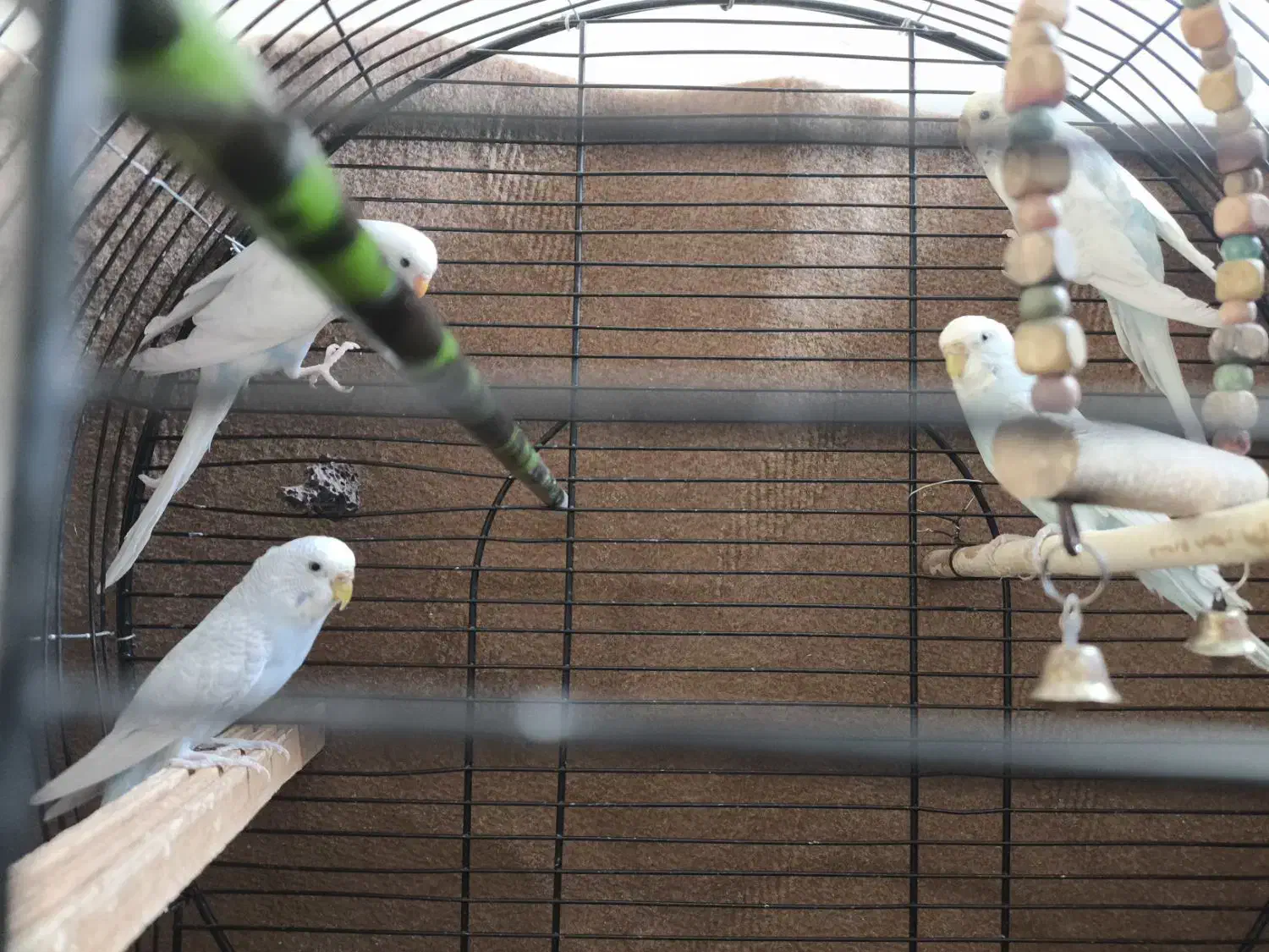 مرغ عشق حیوانات|پرنده|سقز, |دیوار