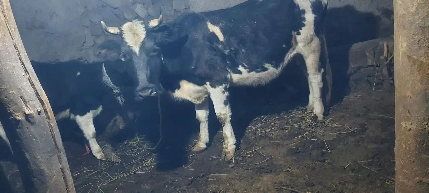 گاو شیر دهی بچه دار|حیوانات مزرعه|مشگین شهر, |دیوار