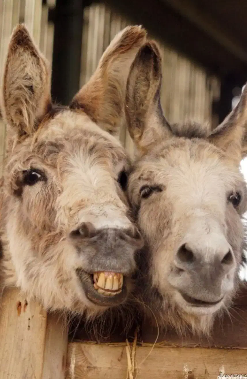 کلاغ نقره ای چینگ کوتاه نر|حیوانات مزرعه|سبزوار, شرق کال شمالی|دیوار