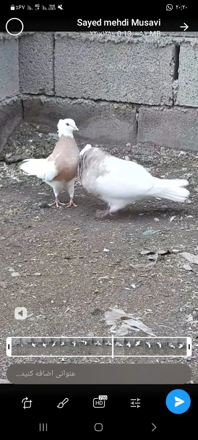 نر ماده خال قدیم|پرنده|بیلوار, |دیوار