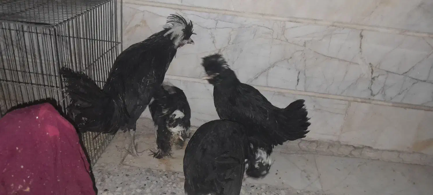 مرغ کاکولی|حیوانات مزرعه|گلستان (تهران), |دیوار