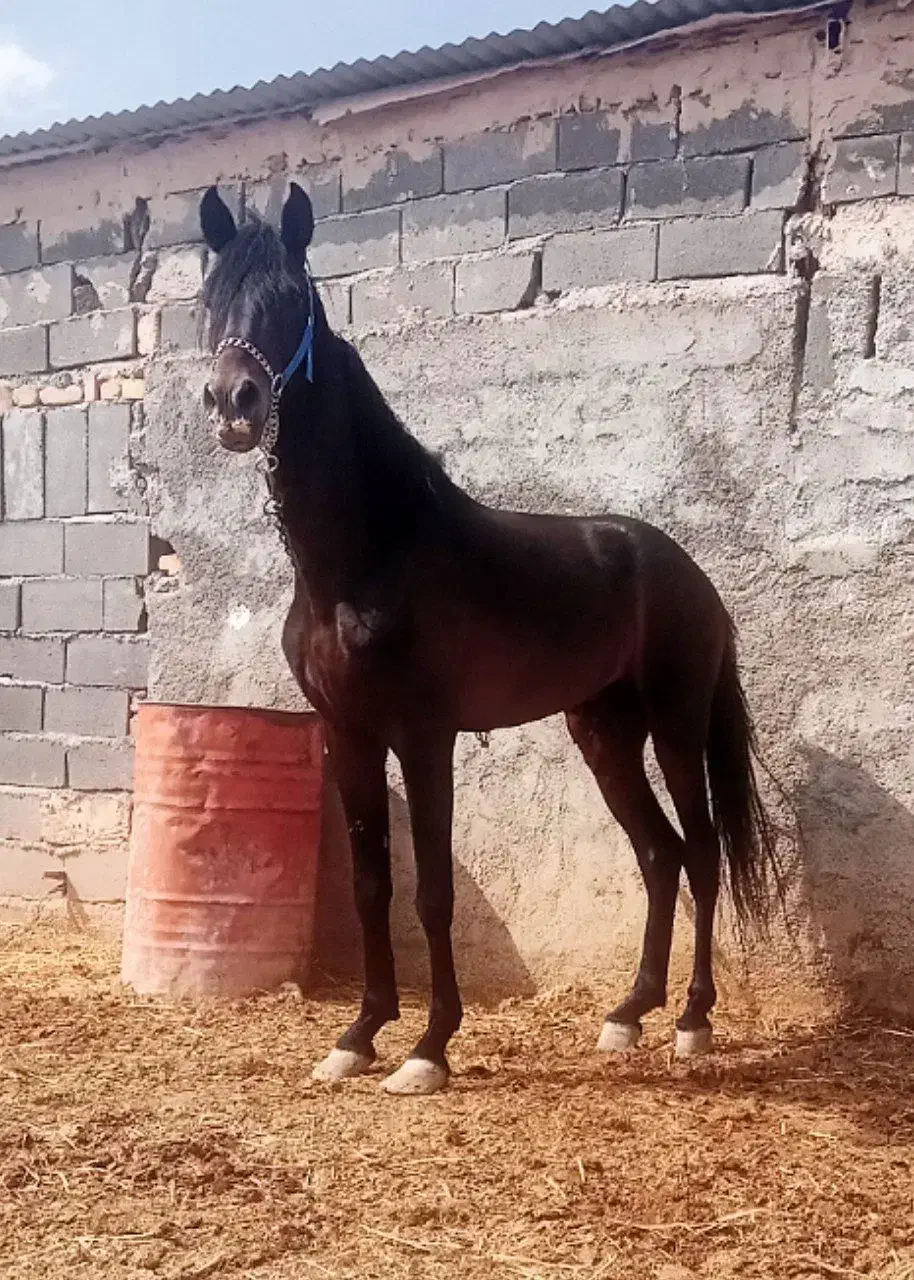 پروار بندی گاو|فعالیت داوطلبانه|اردبیل, |دیوار