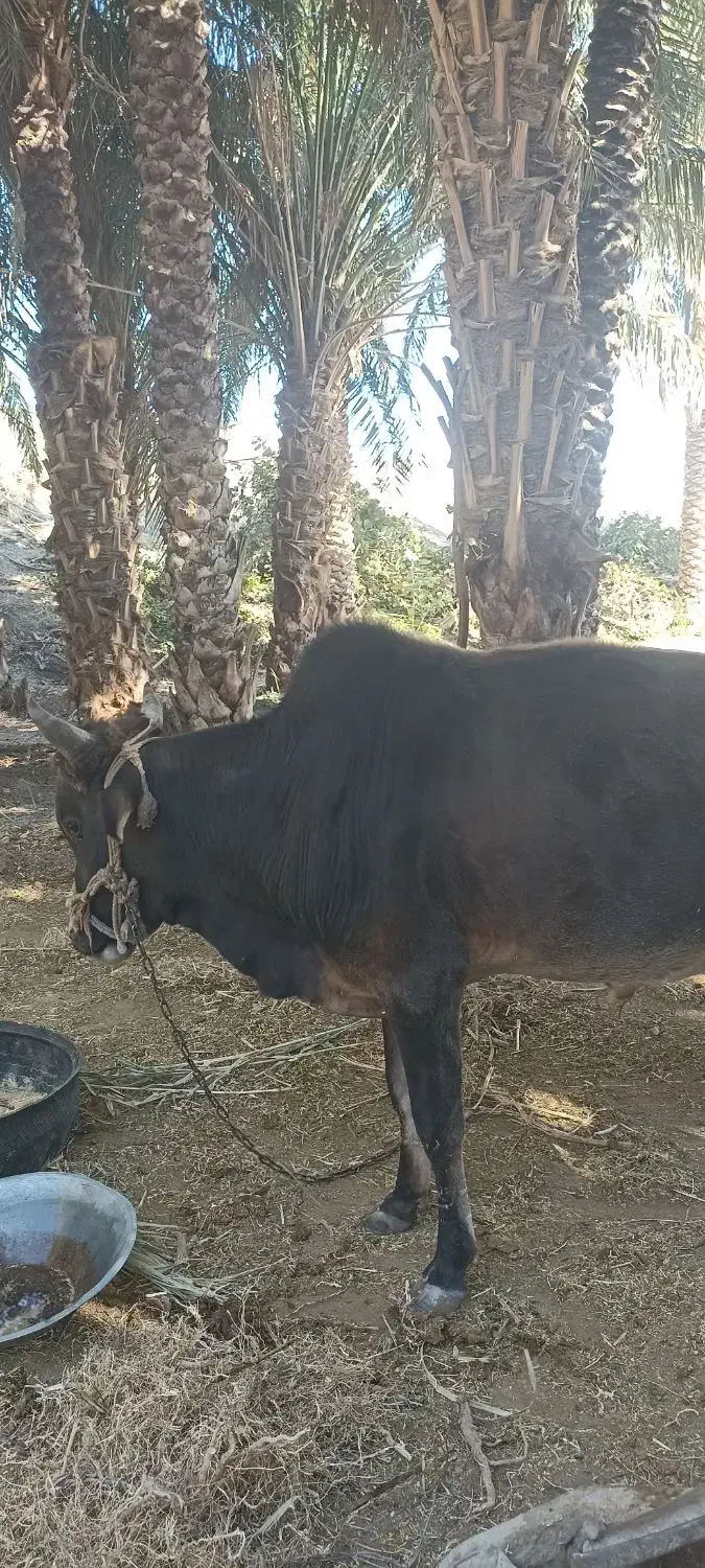 گاو نر فروشی|حیوانات مزرعه|پیپ, |دیوار