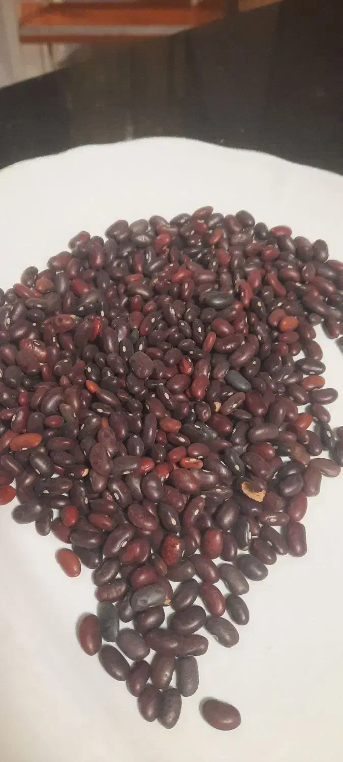 لوبیا قرمز|خوردنی و آشامیدنی|شیراز, شهرک بهشتی|دیوار