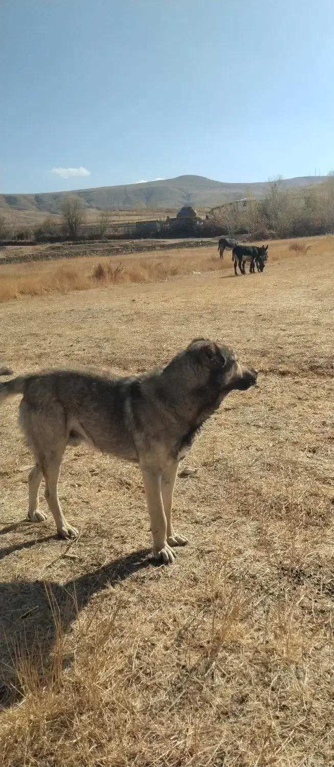 سگ2ساله|سگ|خلخال, |دیوار