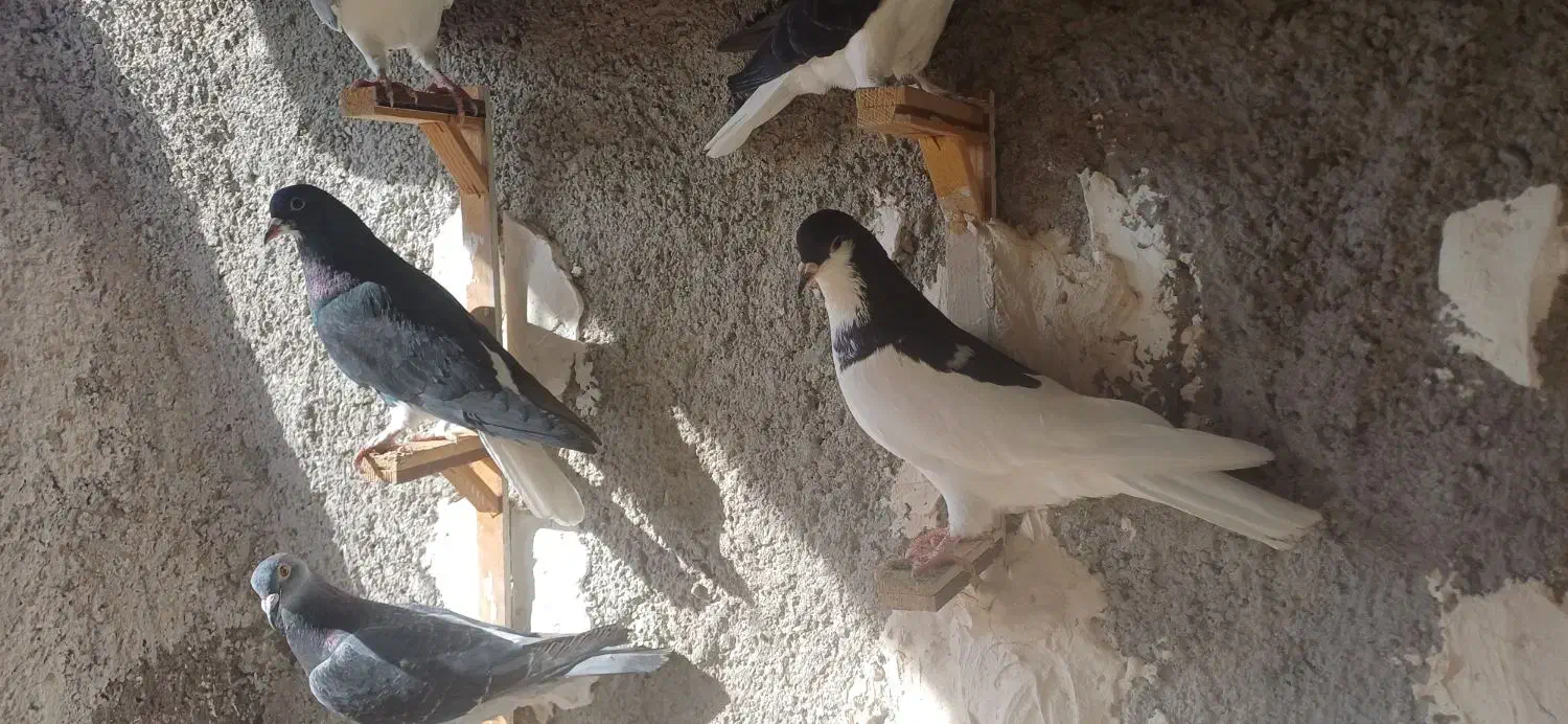 ساده سیاه|پرنده|ملکآباد, |دیوار