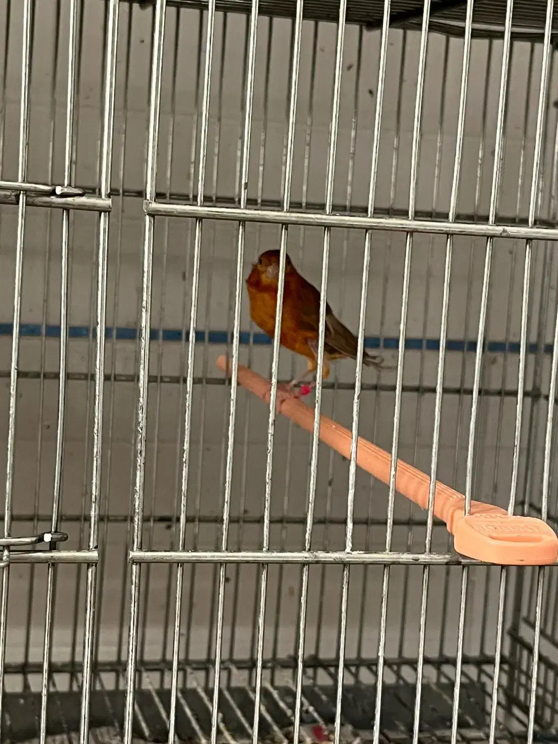 ماده قناری آماده راه براه|پرنده|مرودشت, مختارآباد|دیوار