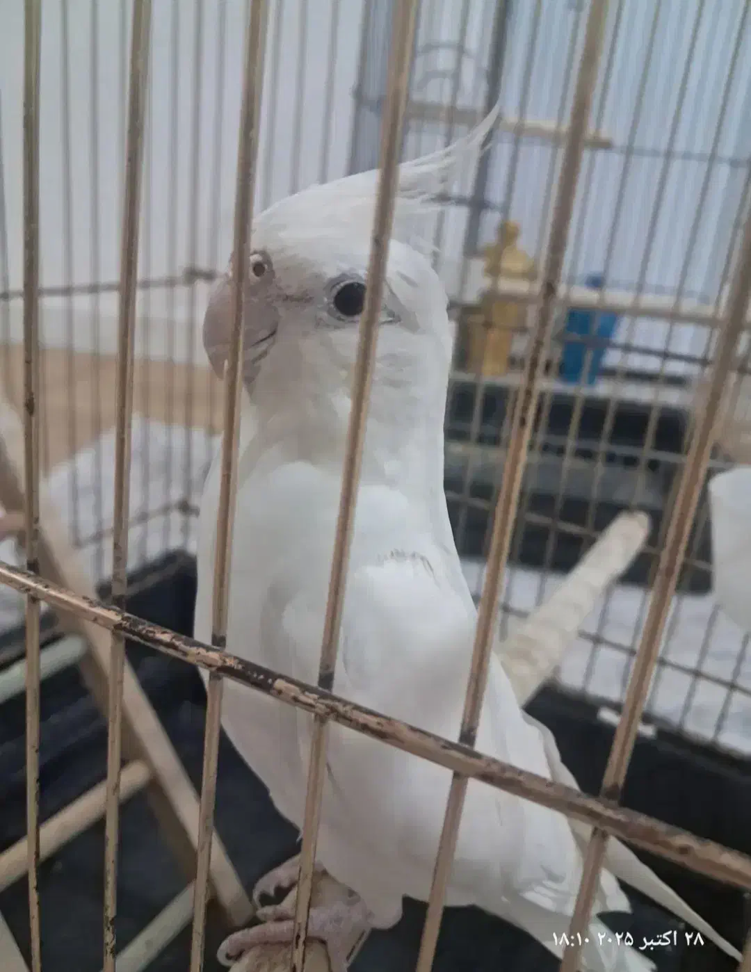 عروس هلندی نر|پرنده|سراوان, |دیوار