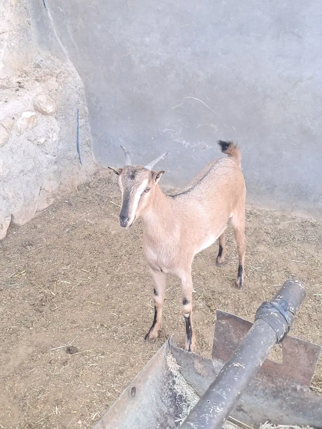 کولار صلاله ( کهره شکال)|حیوانات مزرعه|داراب, |دیوار