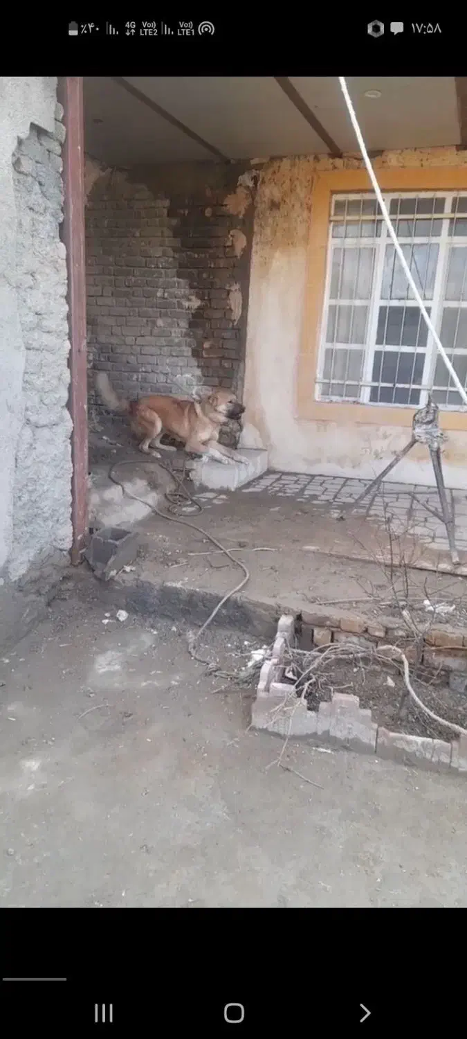 سگ ی|سگ|کبودرآهنگ, |دیوار