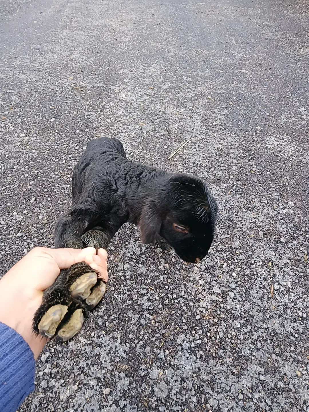 بره شیری|حیوانات مزرعه|دهدشت, |دیوار