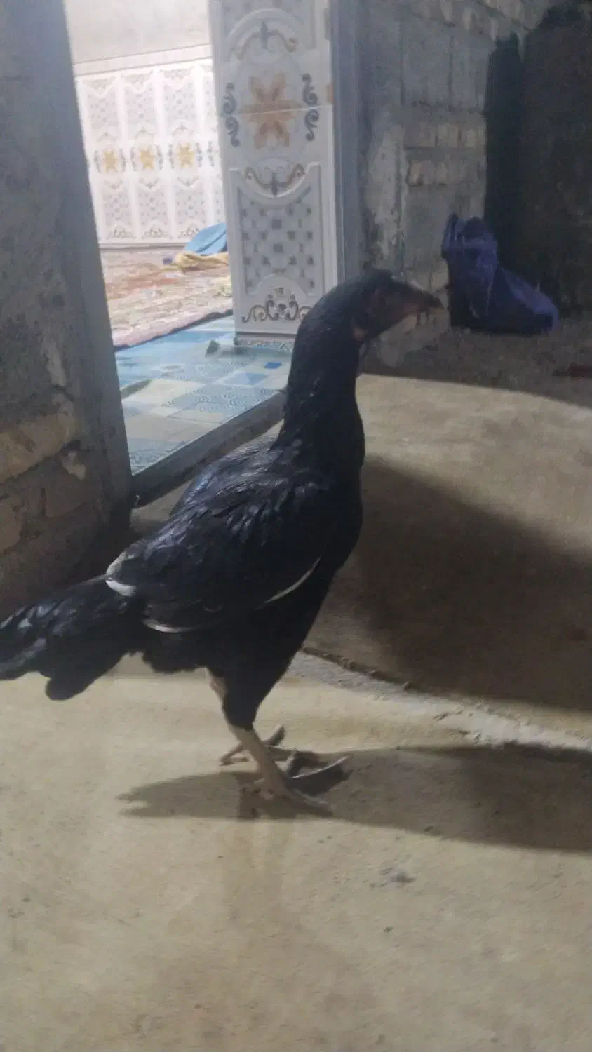 ماکیان لاری|پرنده|سراوان, |دیوار