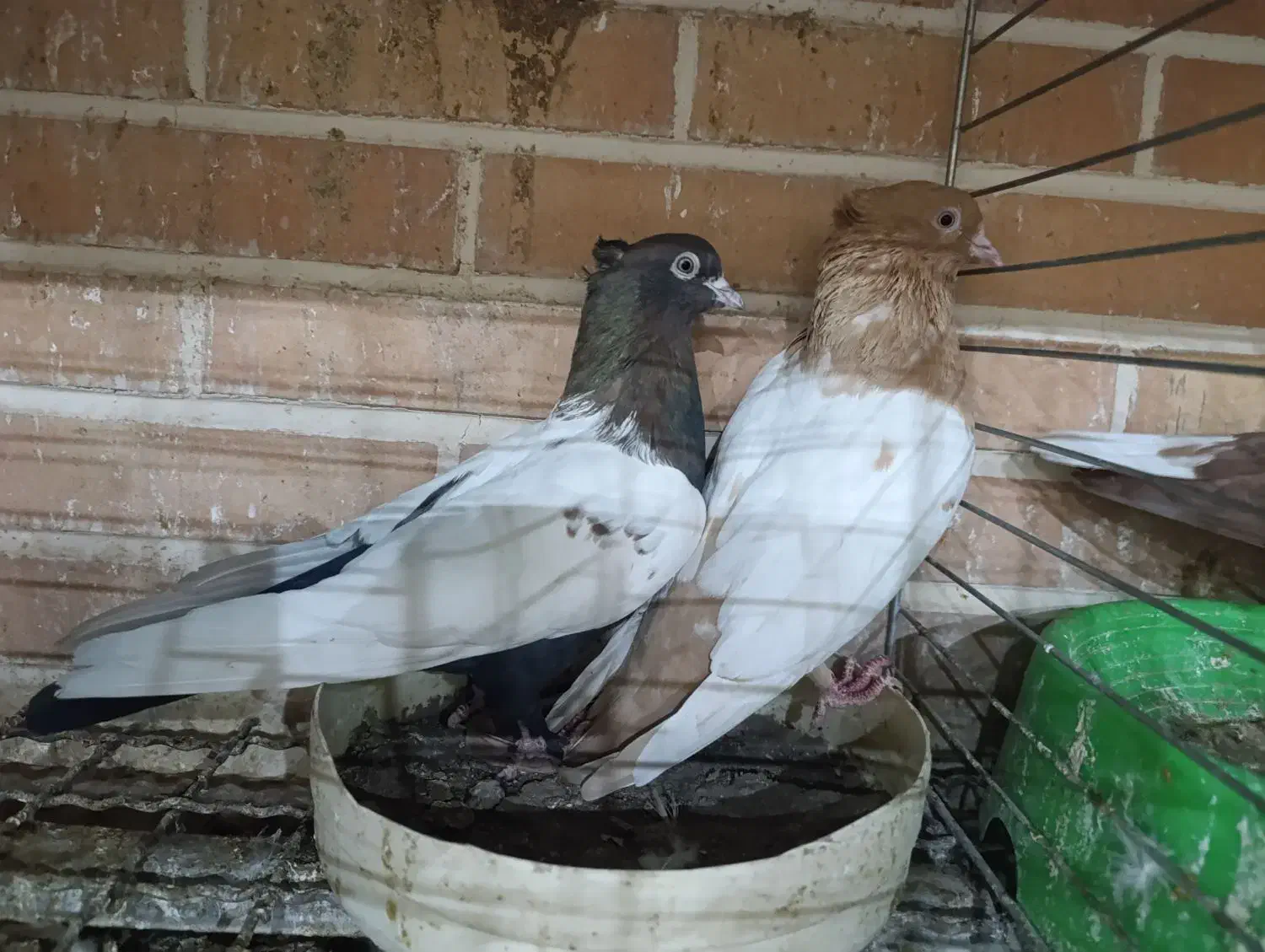 کبوتر سینه ای جفت|پرنده|تفت, |دیوار