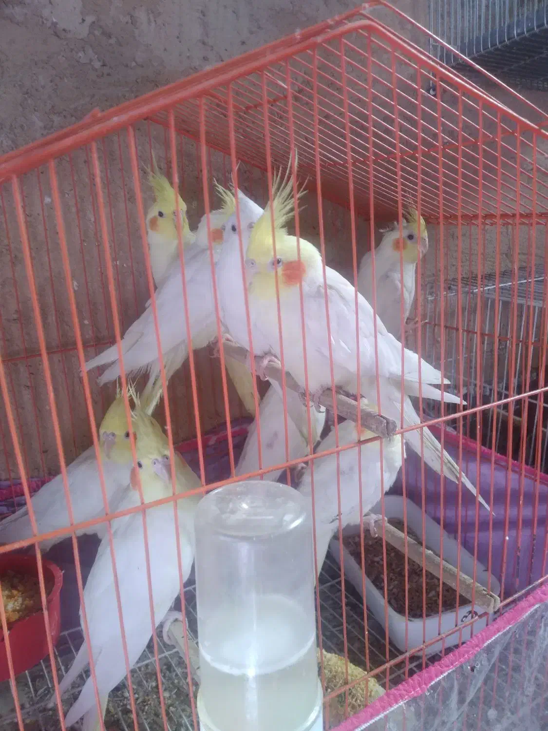 عروس لوتینو|پرنده|شیراز, کوشک میدان|دیوار