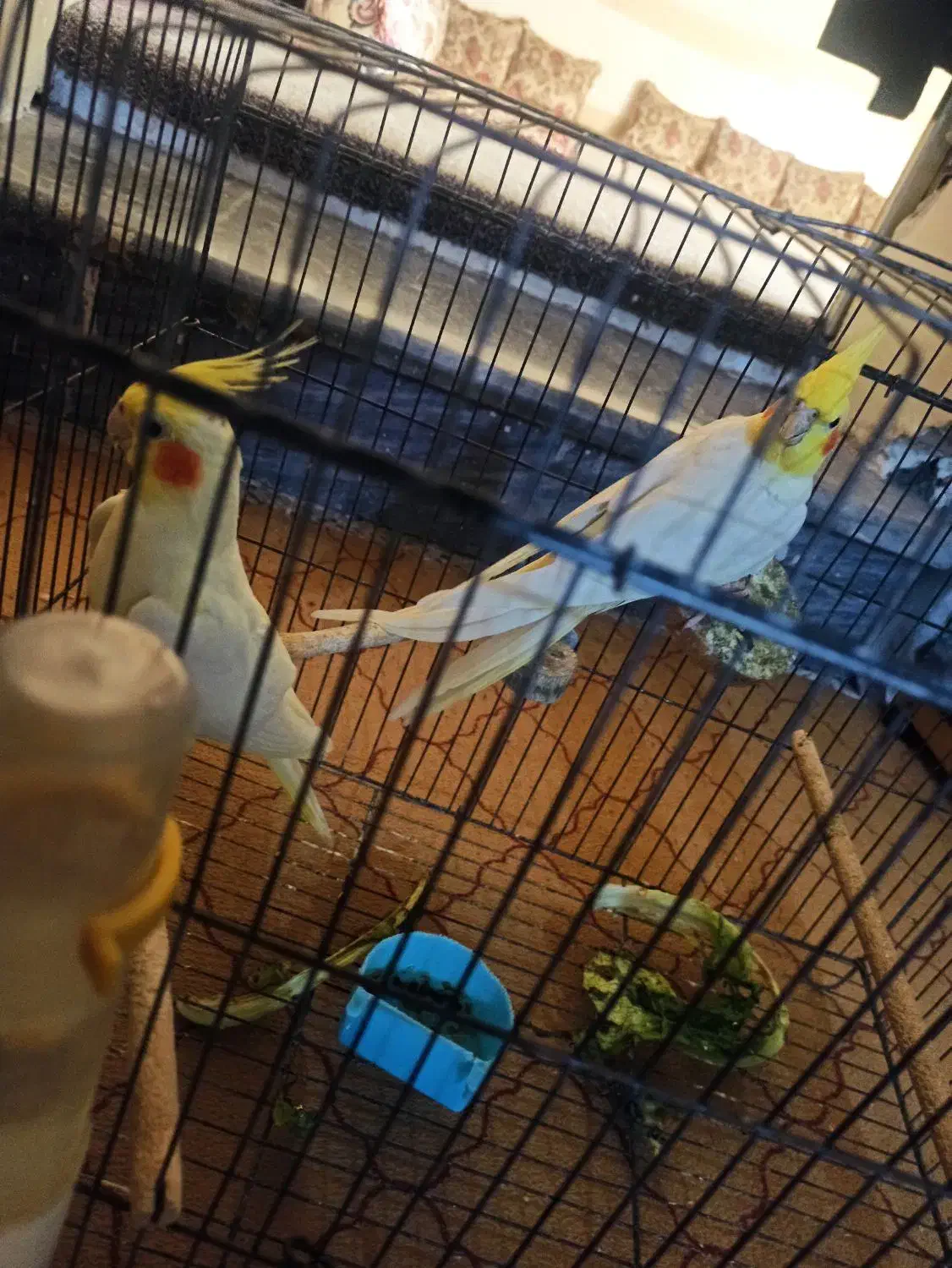 عروس هلندی|پرنده|بندر دیر, |دیوار