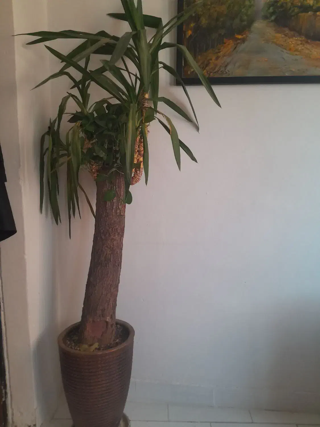 یوکا تنه دار|گل و گیاه طبیعی|تهران, درکه|دیوار