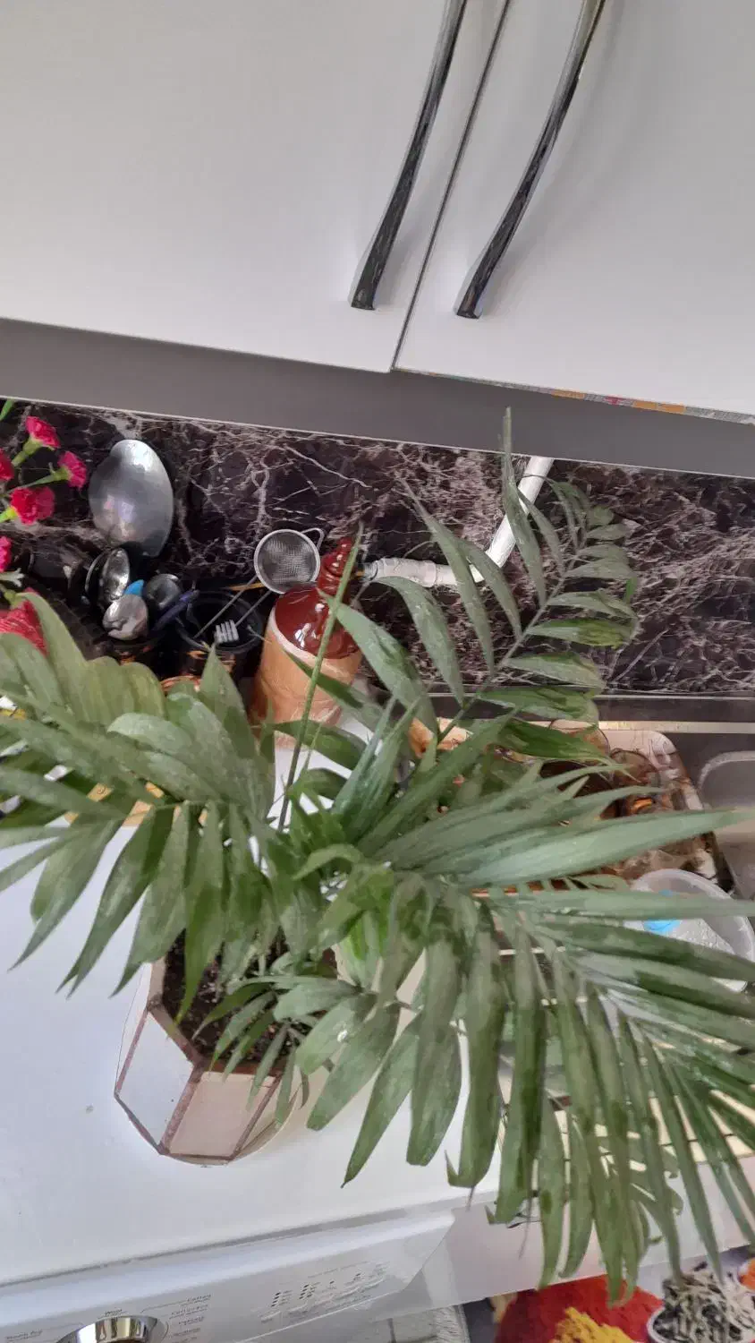 گل نخل شامادورا|گل و گیاه طبیعی|نیشابور, هفده شهریور|دیوار