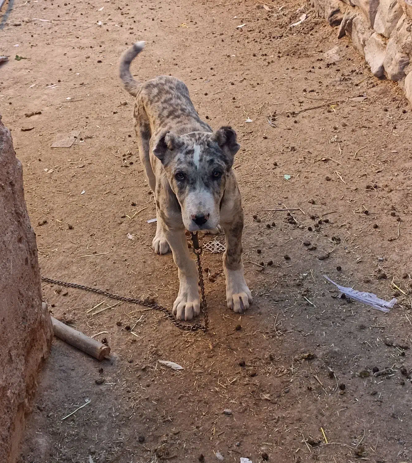 سگ.توله. کوچوک. گمشده است|سگ|تربت‌حیدریه, ترمینال|دیوار