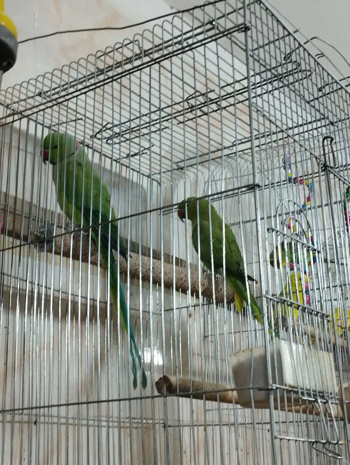 طوطی عروس مرغ عشق فنج سره قناری بخوان|پرنده|پاکدشت, پاکدشت (مامازند)|دیوار