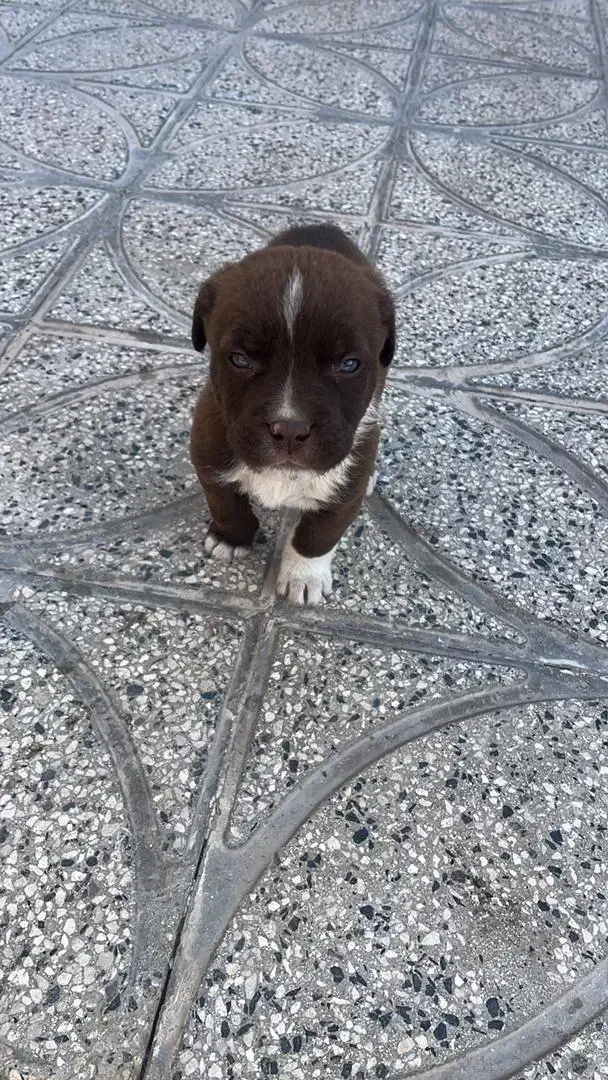 سگ پیت بول تریرآمریکایی|سگ|ساوه, |دیوار