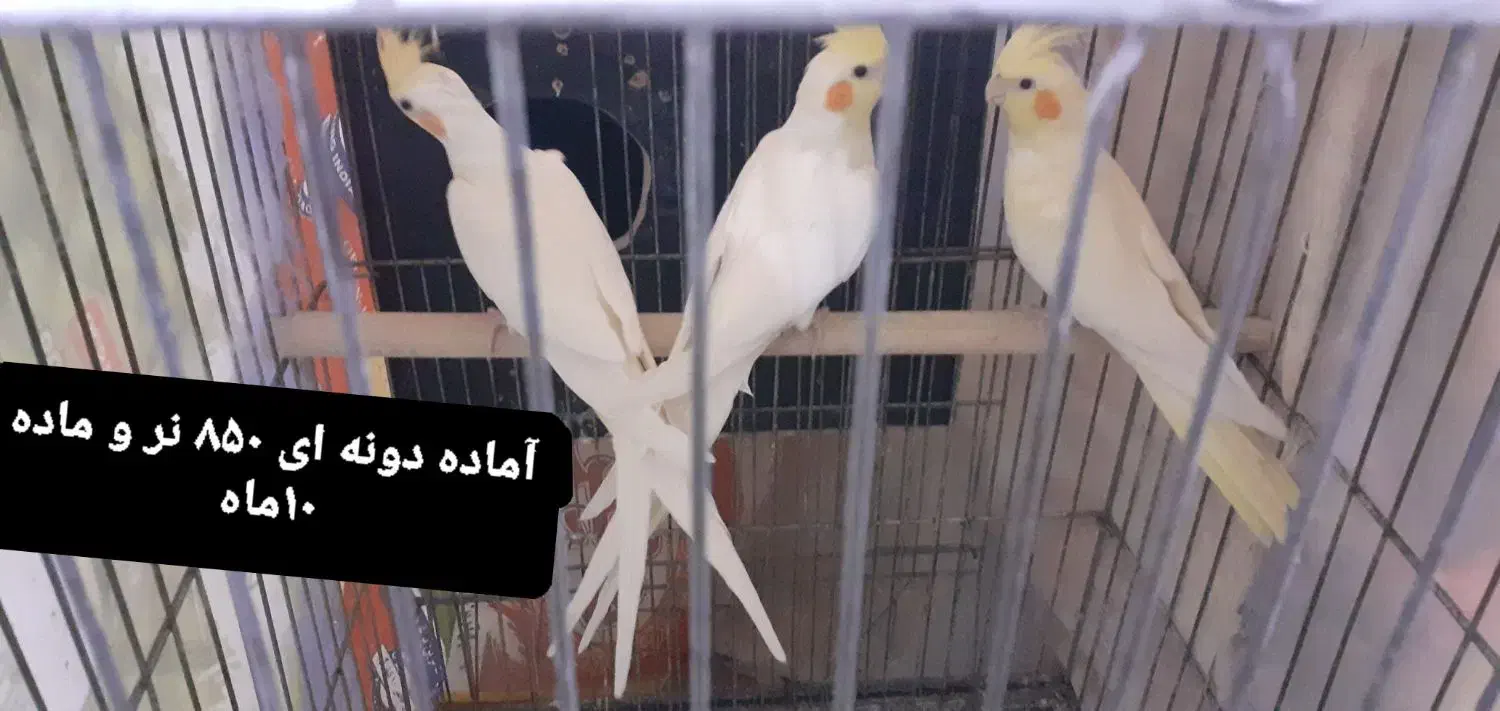 عروس هلندی|پرنده|رباط‌کریم, نصیرشهر|دیوار