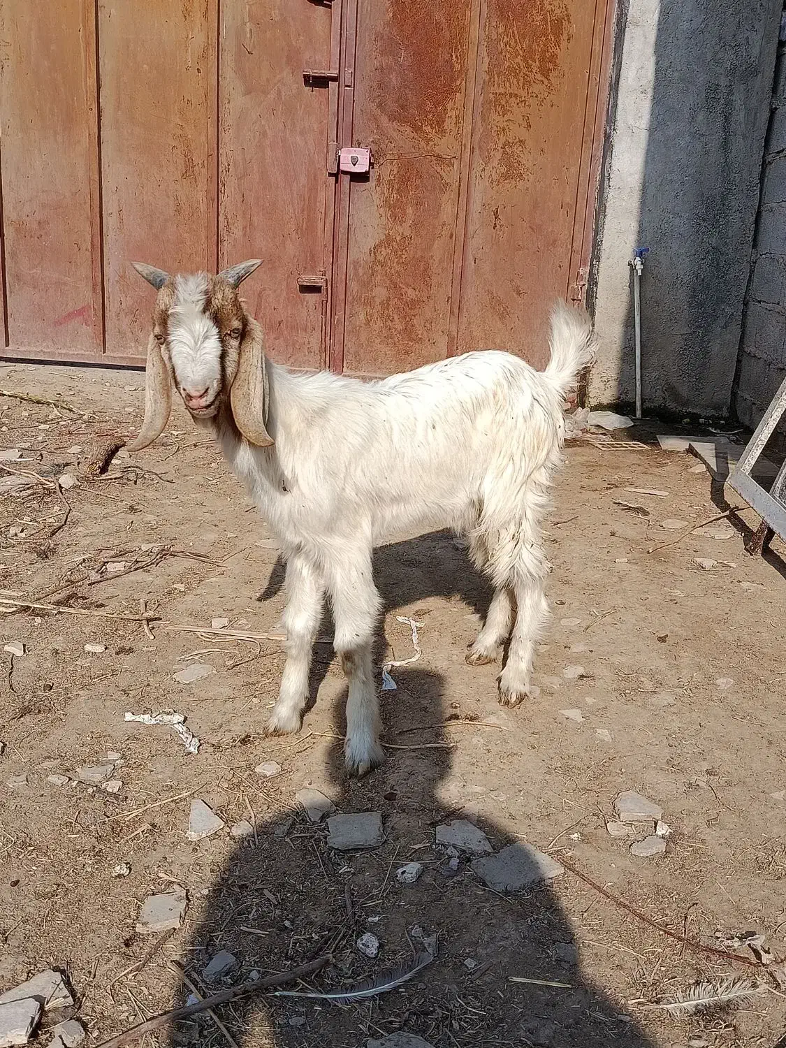 نر بزغاله دورگ مناسب پرواری و داشتی|حیوانات مزرعه|گنبد کاووس, |دیوار