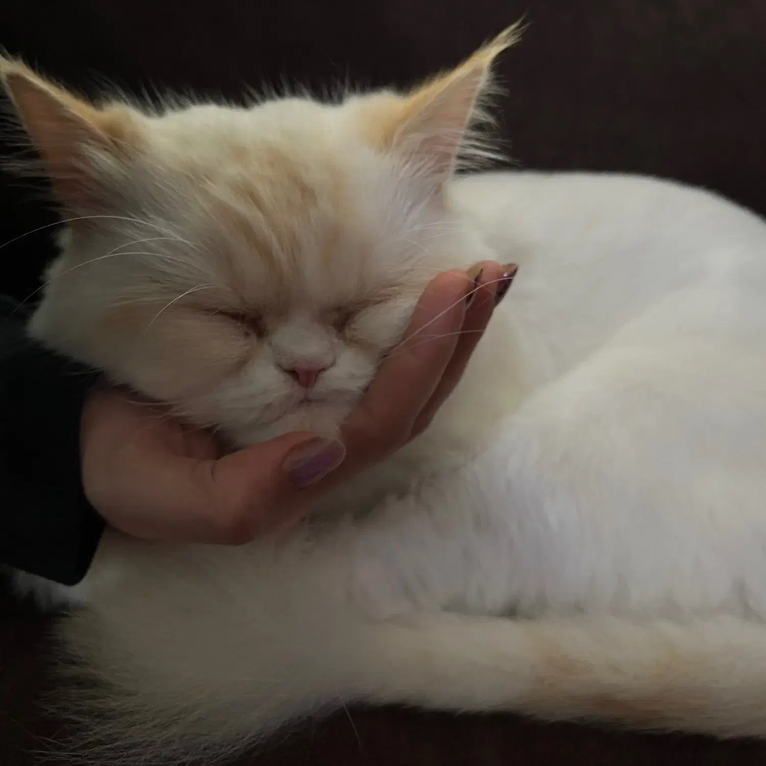 گربه پرشین|گربه|ساری, |دیوار