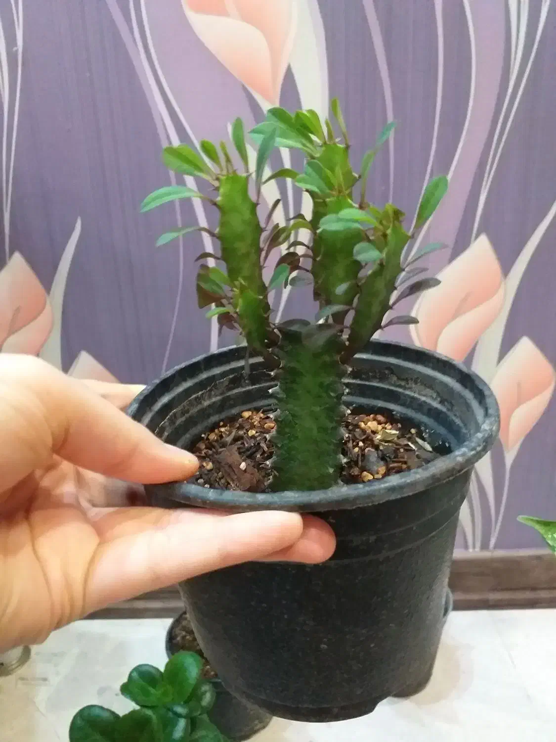 گل آگلونما برفی قاشقی افوربیا سانسوریا سینگونیوم|گل و گیاه طبیعی|تهران, صادقیه|دیوار